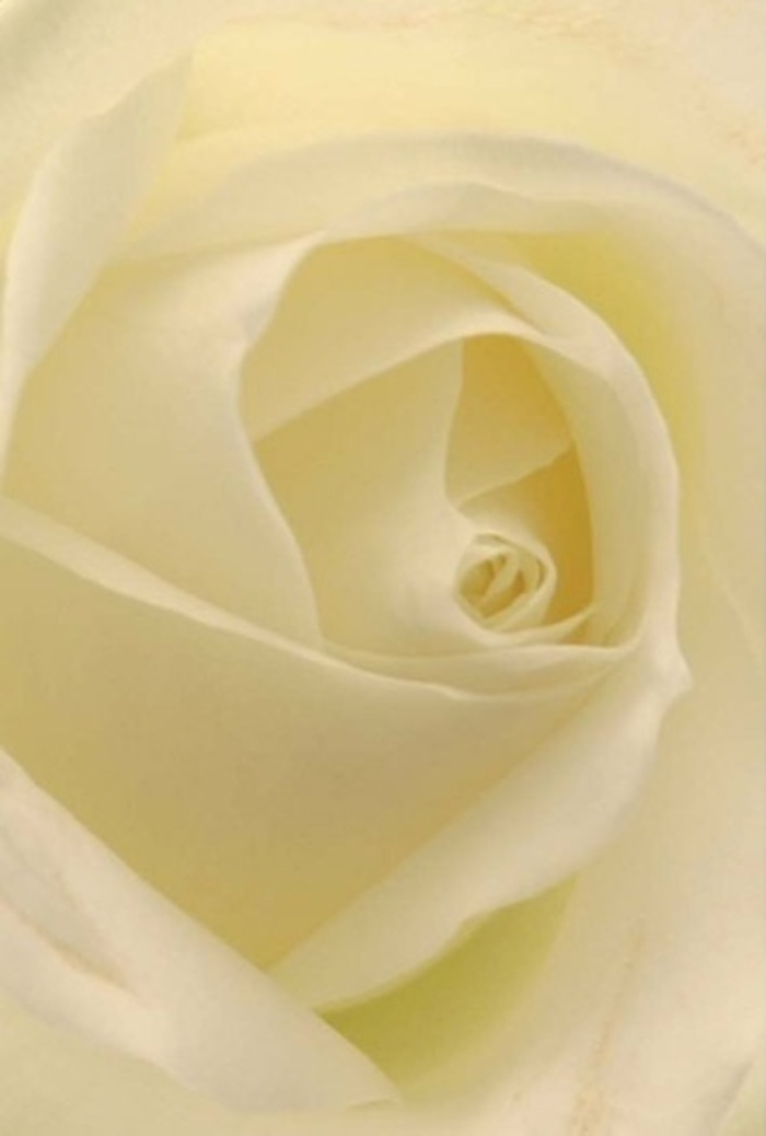 To view this classic white rose up close is to appreciate its nuanced beauty-soft, graceful petals overlapping in subtle shades of cream and white, lit as though by the quiet natural light filtering through Kingsbury's tree-lined streets. The spiral center, nearly flawless in its geometry, radiates an aura of purity and gentle strength, much like the steady flow of community spirit at the center of Kingsbury. Each petal feels as if woven from the finest silk, their translucency catching the light and creating a calm, radiant composition. Florist Kingsbury often recommends this sophisticated bloom for occasions when words fall short-romantic gestures, sincere apologies, or to grace an elegant wedding celebration. The slight variation in color and shadow brings to life the rose's quiet power. The arrangement is imbued with a soft, clean fragrance, subtle enough to uplift and comfort in any setting, always a symbol of both serene beauty and deeply felt emotion that resonates through every corner of Kingsbury.