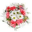 A celebration of spring energy, this bouquet is a local Kingsbury favourite, shimmering with the bright optimism found on a fresh morning in Fryent Country Park. Arranged in a perfectly round display atop a clean white surface, the bouquet's centre stage belongs to classic white daisies, their lime-tinted hearts radiating gentle happiness. Surrounding them are coral-pink carnations in plush, ruffled layers-each one adding a burst of warmth and inviting texture. Airy sprays of gypsophila-tiny clouds of white-drift between the blooms, lightening the effect and infusing the arrangement with a sense of movement. Budding alstroemeria lend subtle hints of blush pinks and purples, hinting at the promise of future blooms. The greenery, from soft silvery eucalyptus to rich, dark sprigs, wraps the whole design with natural serenity and bold structural lines. This bouquet feels both tranquil and vibrant, perfect for expressing appreciation, marking a milestone, or brightening a loved one's space near Princes Avenue or Kingsbury Circle. Crafted with Florist Kingsbury's signature artistry, it's a radiant gesture of affection, ready to deliver happiness across Kingsbury and its neighbouring locales.